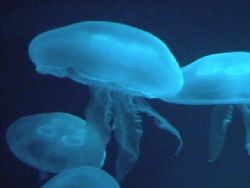 Aliens... Long Beach Aquarium. Olympus C-4000 by Kevin Robert Panizza 